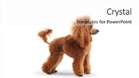  Presentation with poodle - Presentation design with a groomed red poodle background and a white colored foreground