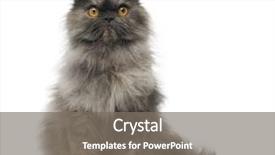  Presentation with persian - PPT layouts consisting of a grumpy persian cat background and a gray colored foreground