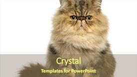  Presentation with persian - Slides having a grumpy persian cat background and a violet colored foreground