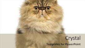  Presentation with persian - PPT theme consisting of a grumpy persian cat background and a coral colored foreground