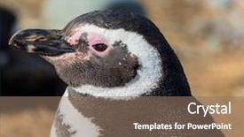  Presentation with chile - Slide deck consisting of a head of magellan background and a coral colored foreground