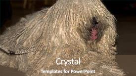  Presentation with example - Presentation theme having a hungarian puli dog background and a coral colored foreground