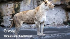  Presentation with lion - Colorful slide deck enhanced with a hybrid of tiger backdrop and a ocean colored foreground