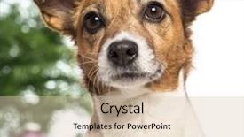  Presentation with russell - PPT layouts featuring a jack russell terrier background and a lemonade colored foreground