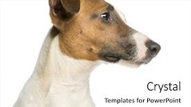  Presentation with russell - Presentation theme featuring a jack russell terrier background and a white colored foreground