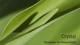  Presentation with india - Audience pleasing theme consisting of a leaf gurgaon haryana backdrop and a  colored foreground