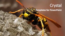  Presentation with live - Amazing presentation theme having a live yellow jacket backdrop and a tawny brown colored foreground