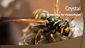  Presentation with live - Presentation featuring a live yellow jacket background and a coral colored foreground