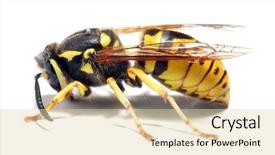  Presentation with live - Amazing slide deck having a live yellow jacket backdrop and a lemonade colored foreground