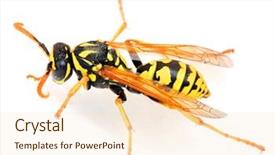  Presentation with live - Beautiful slides featuring a live yellow jacket backdrop and a lemonade colored foreground