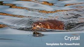  Presentation with refuge - Beautiful PPT theme featuring refugge - muskrat swimming in water backdrop and a seafoam green colored foreground