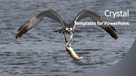  Presentation with refuge - Audience pleasing slide deck consisting of a fish flying away backdrop and a gray colored foreground