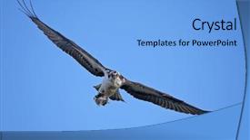  Presentation with refuge - Slide deck enhanced with a fish flying away background and a light blue colored foreground