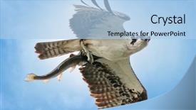  Presentation with refuge - Amazing PPT theme having a fish flying away backdrop and a light blue colored foreground