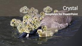  Presentation with refuge - Cool new slide set with surround an adult canadian goose backdrop and a dark gray colored foreground