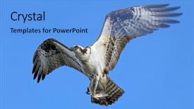  Presentation with refuge - Beautiful presentation design featuring a fish flying away backdrop and a light blue colored foreground