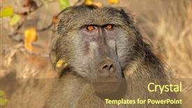  Presentation with kruger - PPT theme featuring a male chacma baboon background and a tawny brown colored foreground
