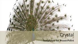  Presentation with indian - PPT theme enhanced with a male indian peafowl background and a coral colored foreground