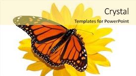  Presentation with monarch butterfly - Colorful PPT theme enhanced with male monarch butterfly feeding backdrop and a blonde colored foreground