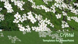  Presentation with dogwood tree - Cool new slide set with a mature white dogwood backdrop and a tawny brown colored foreground
