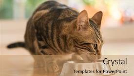  Presentation with domestic animal - Colorful presentation theme enhanced with a metal bowl cute backdrop and a coral colored foreground