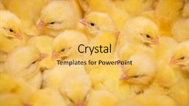  Presentation with poultry farm - Cool new presentation theme with a modern poultry farm backdrop and a yellow colored foreground