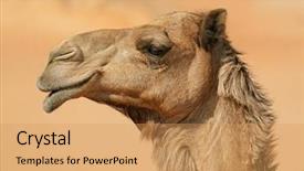  Presentation with camel - Cool new PPT theme with a one-humped camel backdrop and a yellow colored foreground