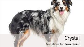  Presentation with australian - Amazing theme having a panting australian shepherd backdrop and a light gray colored foreground