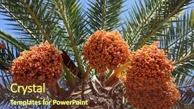  Presentation with phoenix - Amazing slides having a phoenix dactylifera palm backdrop and a tawny brown colored foreground