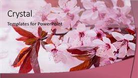  Presentation with cherry - Amazing slides having a pink background sakura backdrop and a lemonade colored foreground