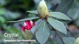  Presentation with bud - Presentation design having a pink rhododendron bud background and a ocean colored foreground