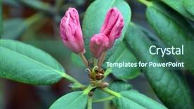  Presentation with bud - Presentation featuring a pink rhododendron bud background and a ocean colored foreground