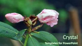  Presentation with bud - Cool new presentation design with a pink rhododendron bud backdrop and a ocean colored foreground