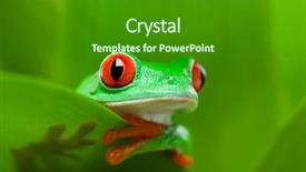  Presentation with frog - Beautiful presentation theme featuring a plant - red-eye backdrop and a forest green colored foreground