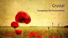  Presentation with poppies - Amazing presentation theme having a poppies pasted landscape backdrop and a yellow colored foreground