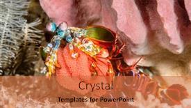  Presentation with colorful - Slide deck with a-rare-instance-a-vibrantly background and a red colored foreground