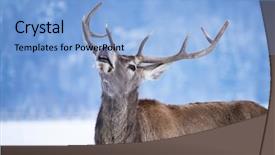  Presentation with roaring - Beautiful presentation theme featuring a red deer roar backdrop and a light blue colored foreground