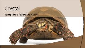  Presentation with tortoise - PPT layouts featuring a red-footed tortoise background and a coral colored foreground