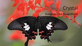  Presentation with sage - Cool new presentation with a red sage flower backdrop and a red colored foreground