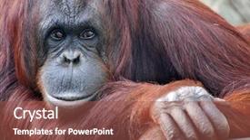  Presentation with mama - Slide deck featuring a resting mama orangutan background and a red colored foreground