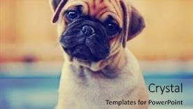  Presentation with puppy - Presentation design featuring a retro vintage instagram background and a mint green colored foreground