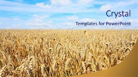  Presentation with summer wheat field blue - Presentation theme enhanced with common wheat - bread wheat triticum background and a sky blue colored foreground