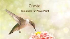  Presentation with ruby bridges - Slides featuring a ruby-throated hummingbird background and a cream colored foreground