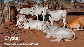  Presentation with cattle - PPT layouts having white brahman cattle background and a tawny brown colored foreground