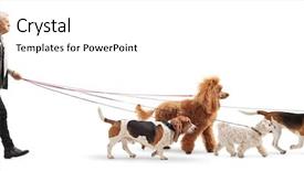  Presentation with walker - Audience pleasing presentation theme consisting of a senior dog walker backdrop and a white colored foreground