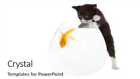  Presentation with goldfish - PPT theme with a shocked looking goldfish background and a white colored foreground