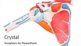  Presentation with shoulder joint - Slides with a shoulder bone joint background and a white colored foreground