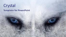  Presentation with pine forest - Colorful PPT layouts enhanced with a siberian husky dog backdrop and a sky blue colored foreground