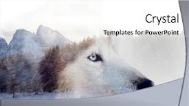 Presentation with siberian husky dog black - PPT layouts featuring a siberian husky dog background and a white colored foreground