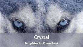  Presentation with husky - Theme having a siberian husky dog background and a  colored foreground